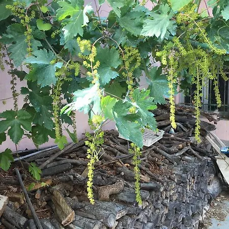 La Casa Di Antonio *